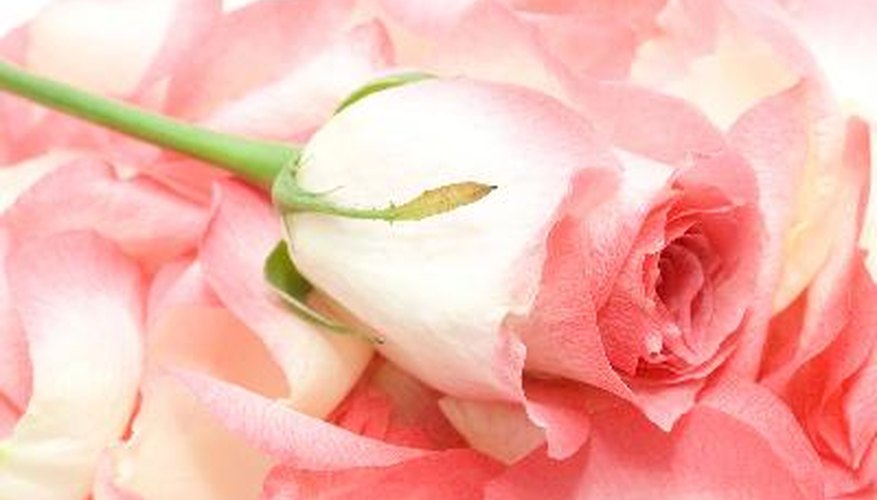 Why Are Roses So Expensive? Garden Guides