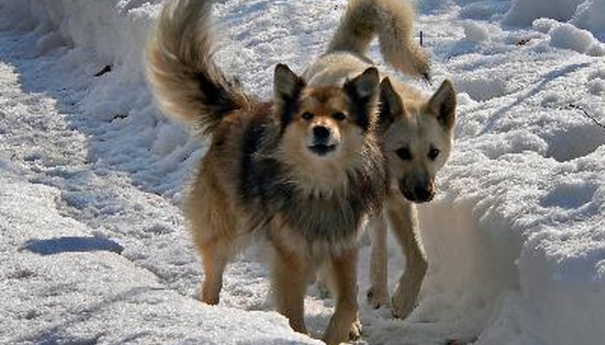 Photo Credit: dogs on snow 5 image by Valeriy Kirsanov from <a href='http://www.fotolia.com'>Fotolia.com</a> Many dogs enjoy going for walks in the winter.