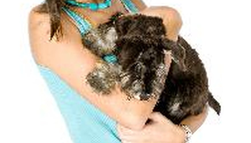 Photo Credit: I love my puppy image by Elliot Westacott from <a href='http://www.fotolia.com'>Fotolia.com</a> To calm your pet, you must first be calm.