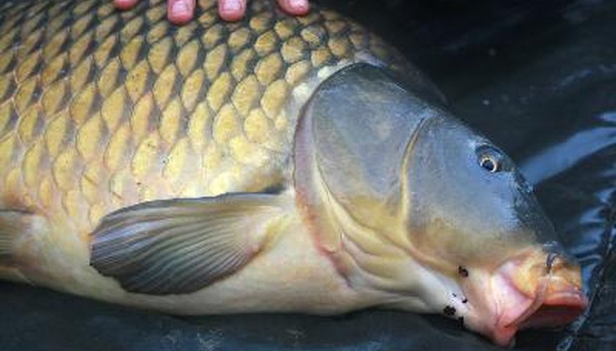 La carpa no tiene aceptación como comestible en los Estados Unidos.