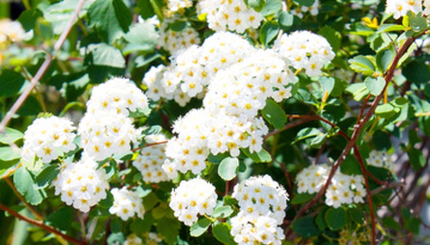 What Do The Leaves Of A Snowball Bush Look Like