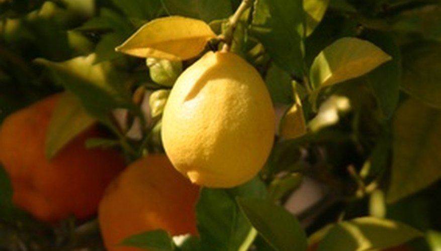 How to Protect a Lemon Tree in the Winter Garden Guides