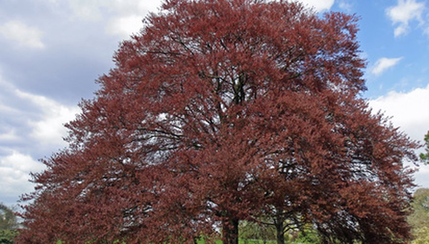 The Meaning of a Beech Tree | Garden Guides