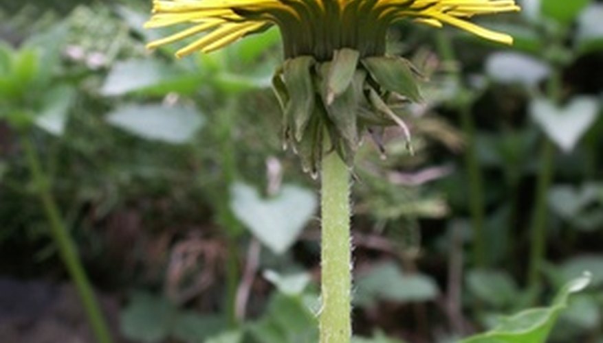 How to Cook Fresh Dandelion Root | Garden Guides