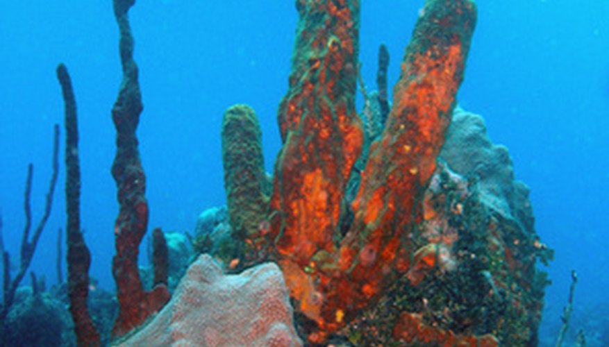 example of mutualism coral reef