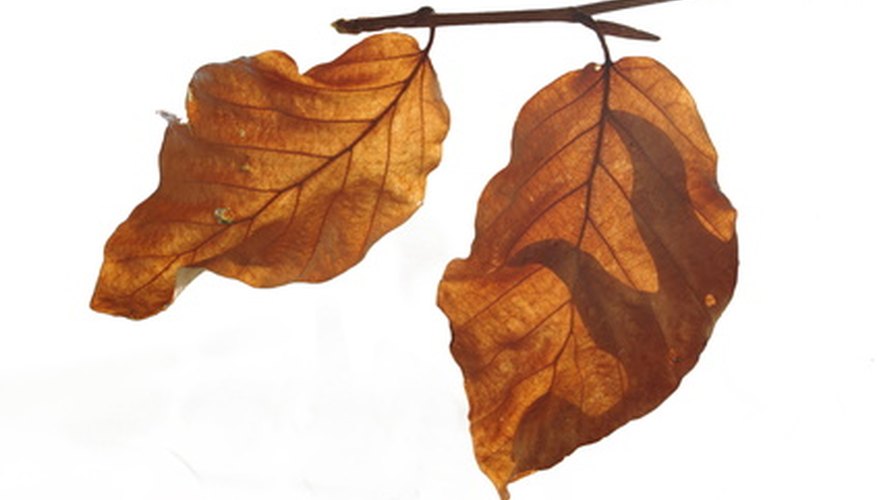 Copper Beech Tree Diseases | Garden Guides