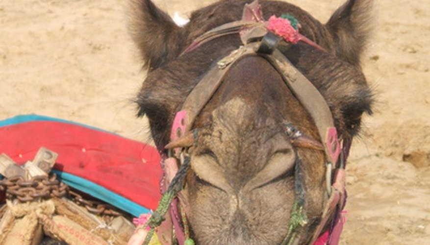 Las carreras de camellos son un deporte tradicional que ha existido en el Medio Oriente y en el Norte de Africa por muchos años.