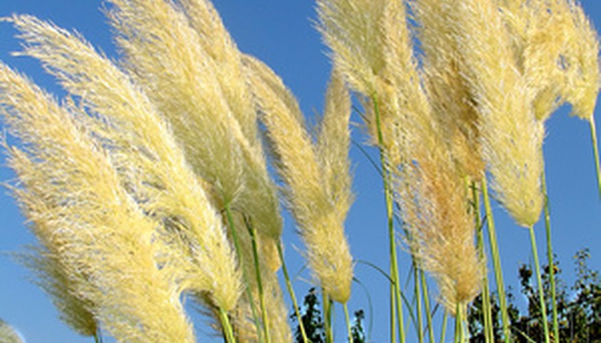 How To Remove Pampas Grass Garden Guides