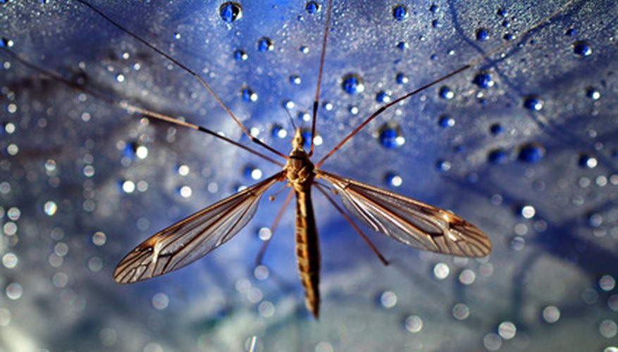 Photo Credit: cousin image by Claudio Calcagno from <a href='http://www.fotolia.com'>Fotolia.com</a> Surface tension