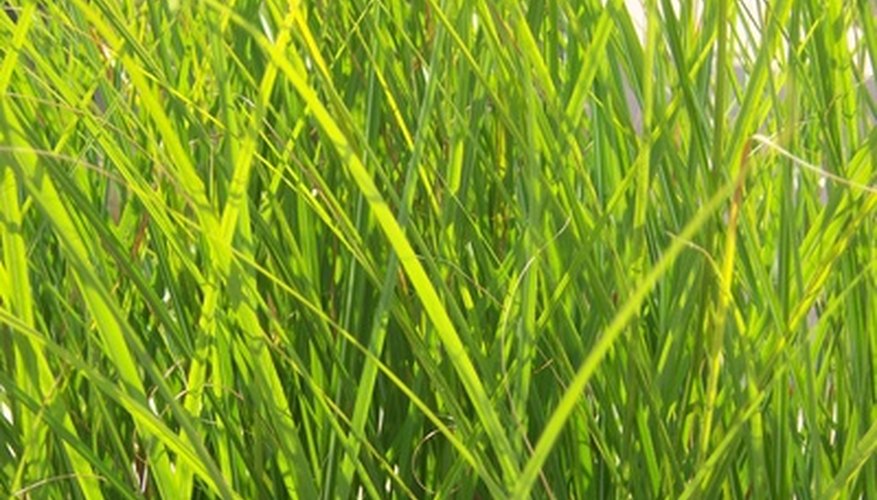 Grass Growth Science Project | Sciencing