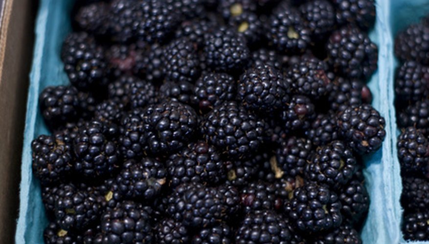 Origin Of Blackberries