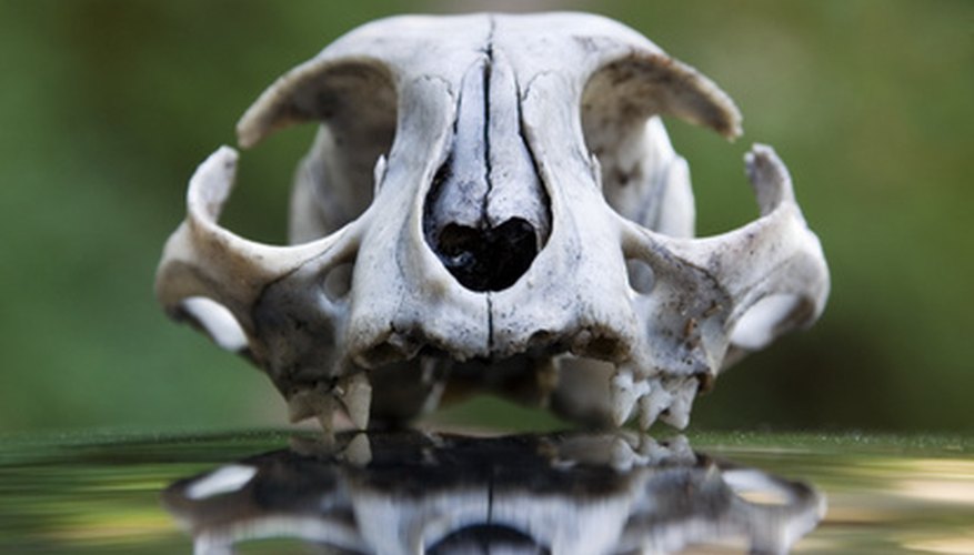 A skull can be a decoration with or without paint. A skull can be a decoration with or without paint.