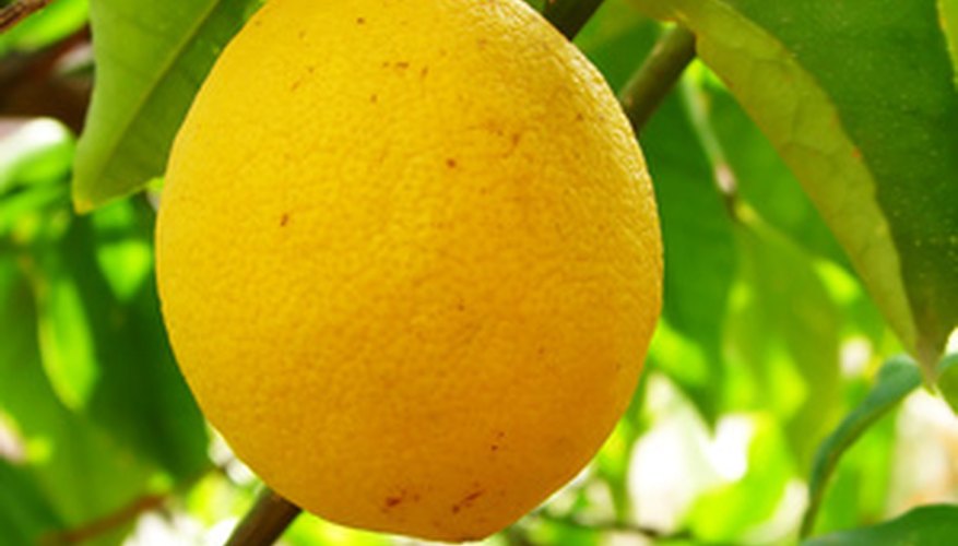 oil-spray-for-citrus-trees-garden-guides