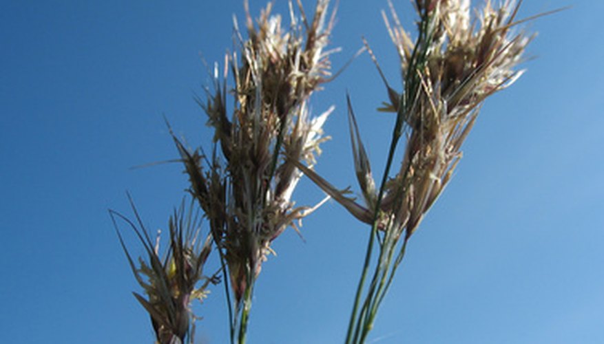 Las condiciones de sequía pueden hacer que los agricultores pierdan sus cosechas.