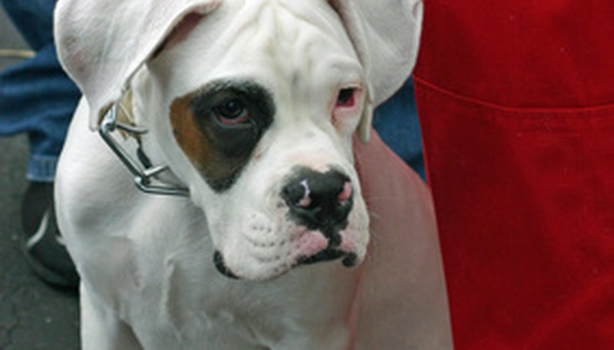Many grant are available to fund animal shelters and rescue.