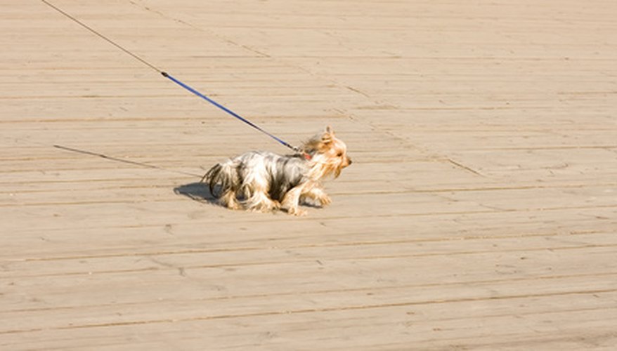 One job for kids is to walk people's dogs.