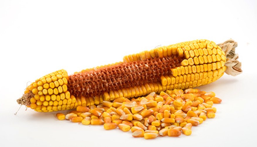 How To Harvest Corn Seeds Garden Guides