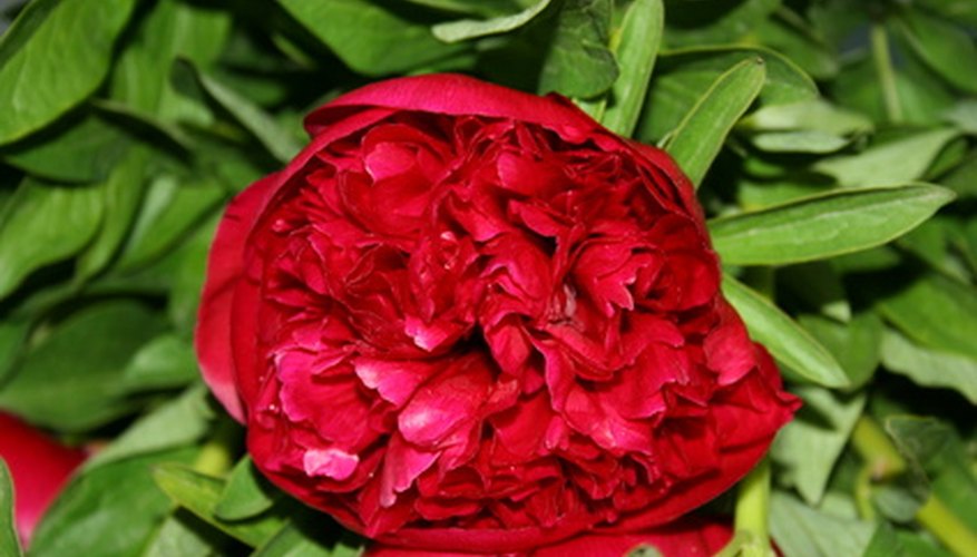 How To Grow Peonies In The South | Garden Guides