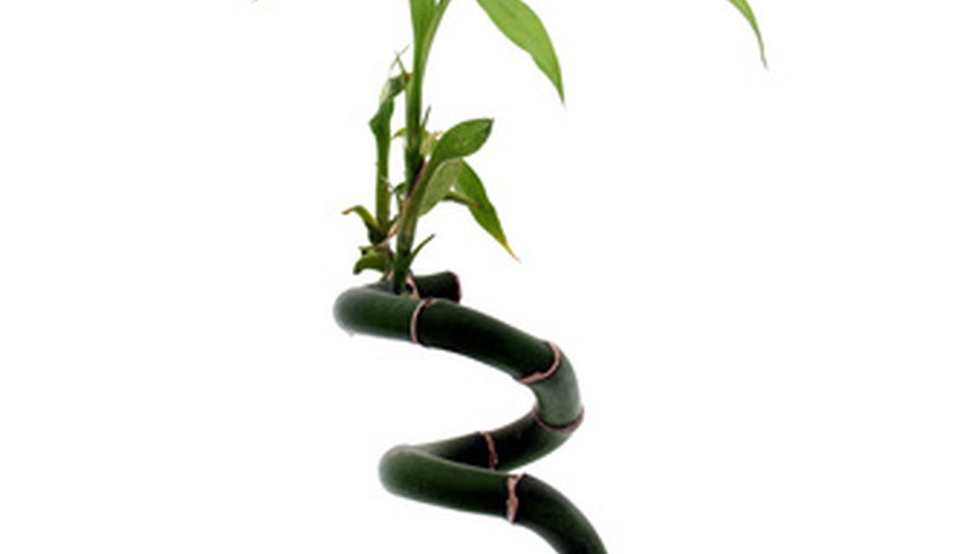 Growing Lucky Bamboo Outdoors Garden Guides