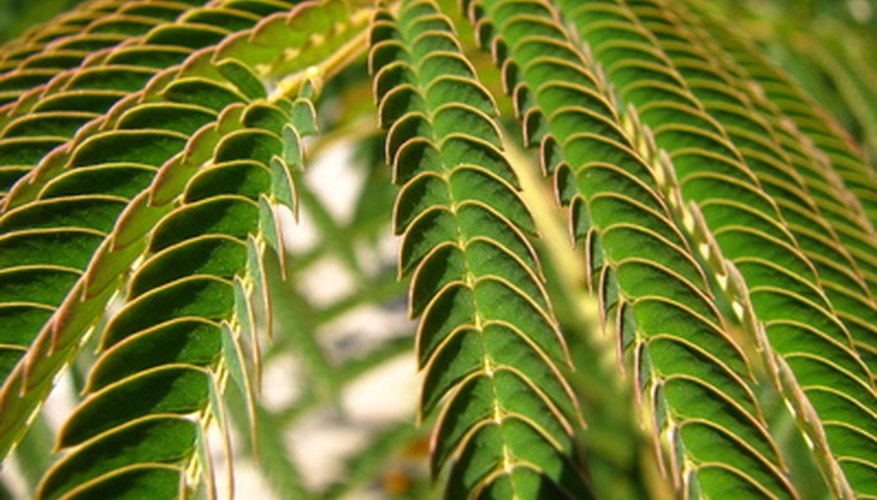 La clorofila le brinda a las plantas su característico color verde.