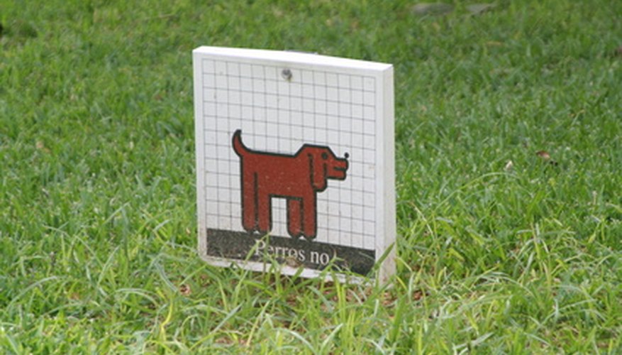 Asegúrate de que tu perro no tenga garrapatas.
