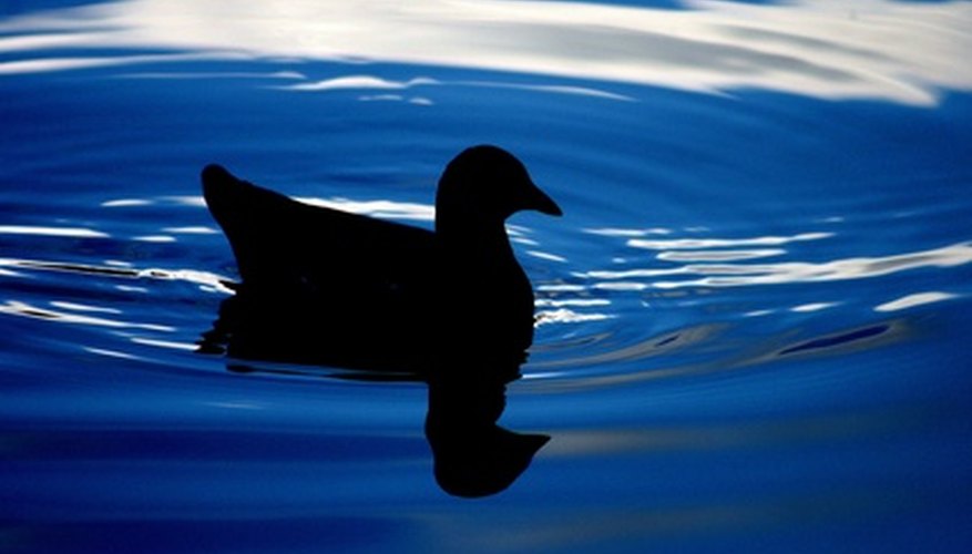 Circles ripple around the duck Circles ripple around the duck