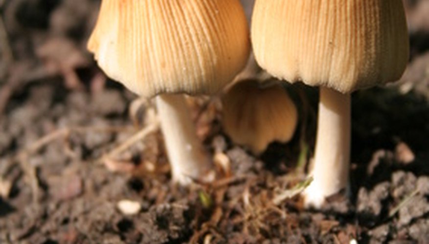 soil-fungus-garden-guides