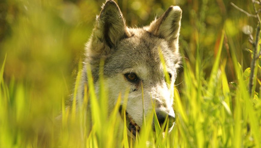 Interesting Facts About Baby Wolves Sciencing