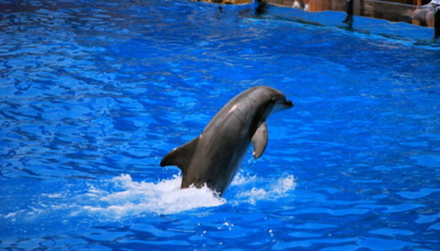 Los visitantes a Sea World pueden ver espectáculos con delfines.