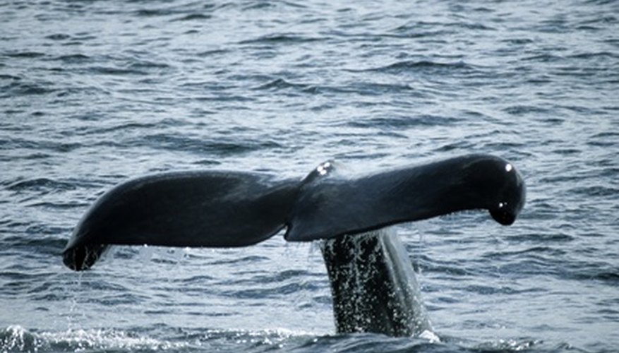 A whale's blubber is comprised of lipids. A whale's blubber is comprised of lipids.