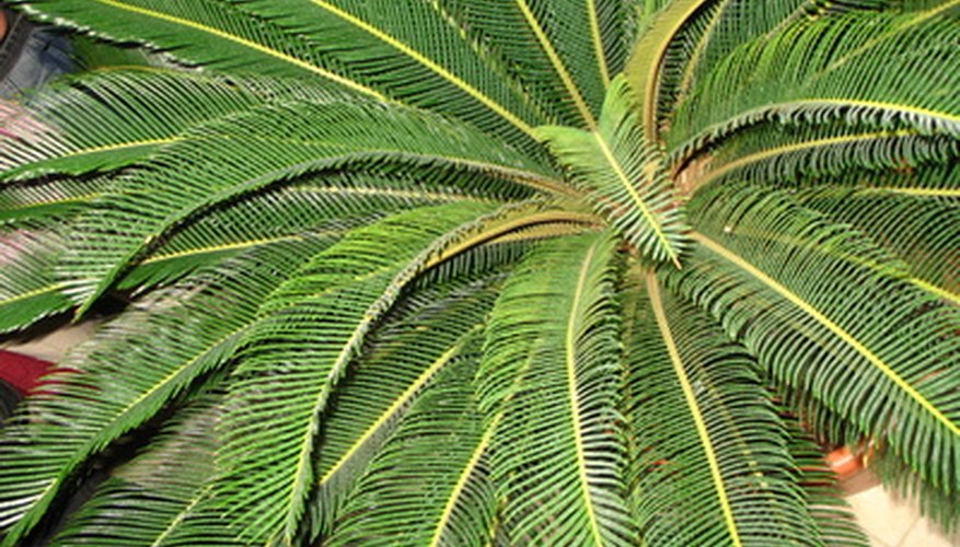 How To Care For A Robellini Palm Garden Guides 3718