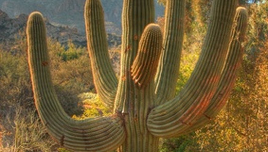 Plants & Animals of the Southwestern Desert | Sciencing