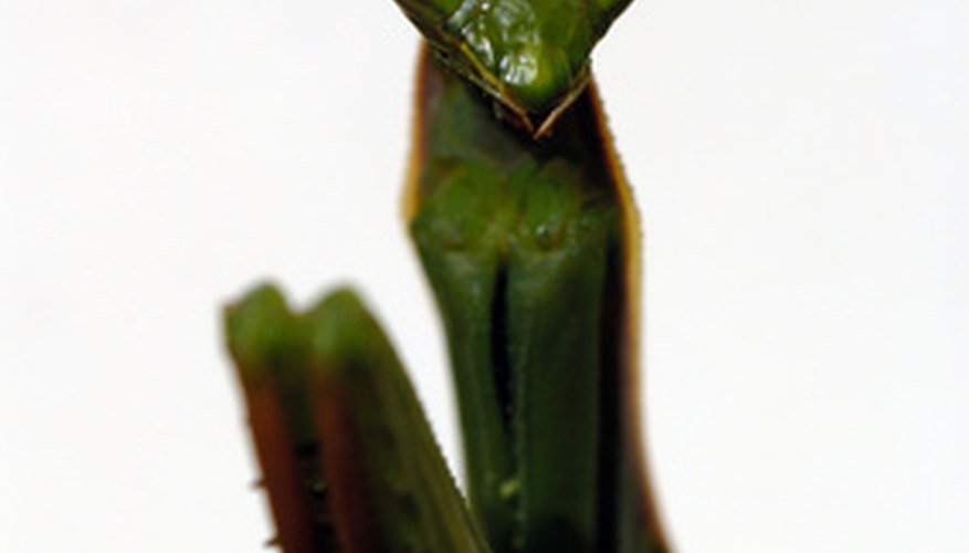 Photo Credit: mante image by asb from <a href='http://www.fotolia.com'>Fotolia.com</a> The praying mantis' head is triangular with long antennae and large eyes.