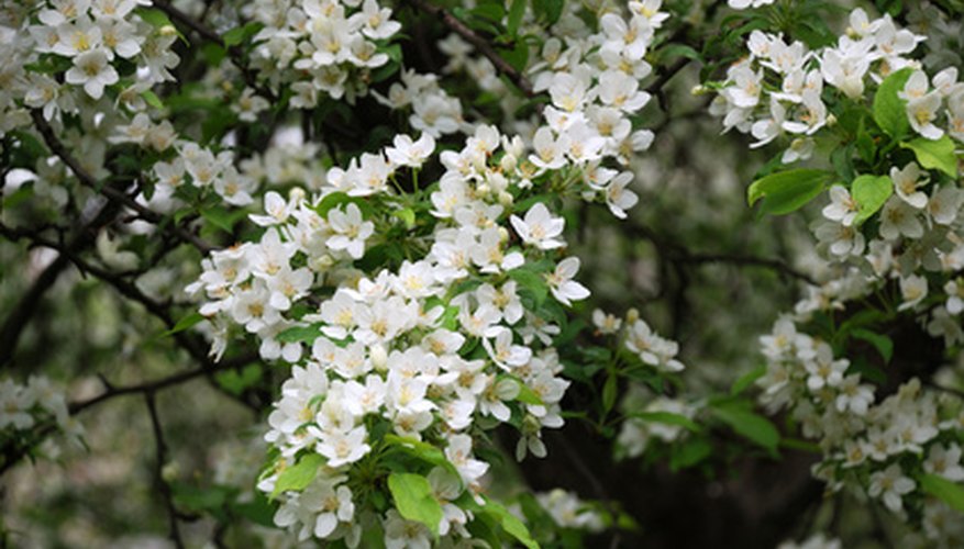 What Are The White Flowers That Grow On Trees