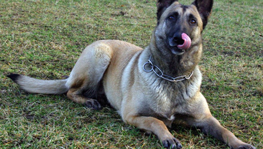 Photo Credit: the dog licks lips image by Sergejs Nescereckis from <a href='http://www.fotolia.com'>Fotolia.com</a> The Belgian malinois (pronounced mal-en-wah) is a popular dog for police work.
