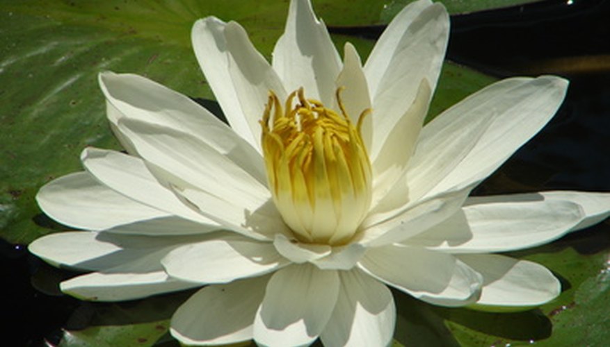 Plants That Live in the River Garden Guides