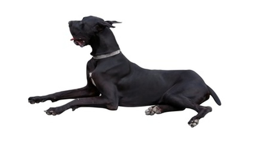 Photo Credit: great dane image by goce risteski from <a href='http://www.fotolia.com'>Fotolia.com</a> Like other giant breeds, Great Danes have relatively short lifespans.