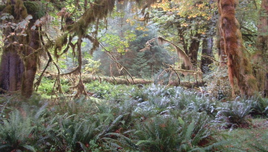 what-kinds-of-plants-are-in-the-central-american-tropical-rain-forest