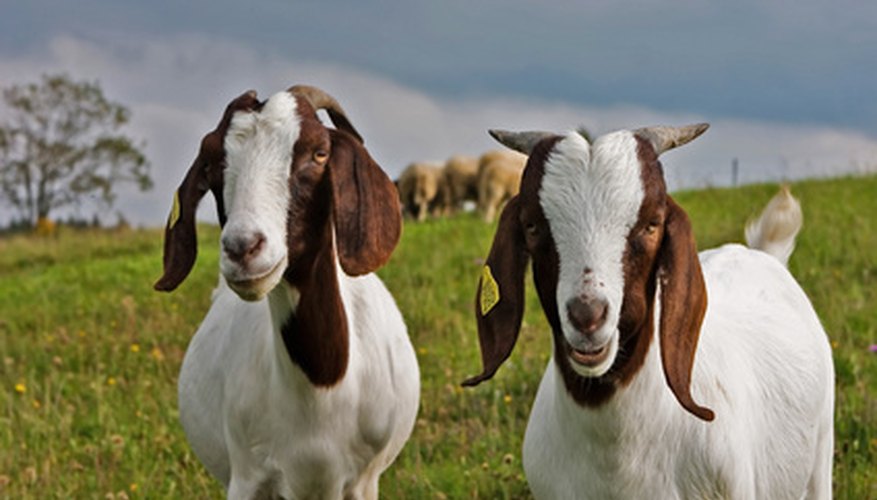 Photo Credit: goat pair image by leprechaun from <a href='http://www.fotolia.com'>Fotolia.com</a> Meat goat production funding can come from grants.