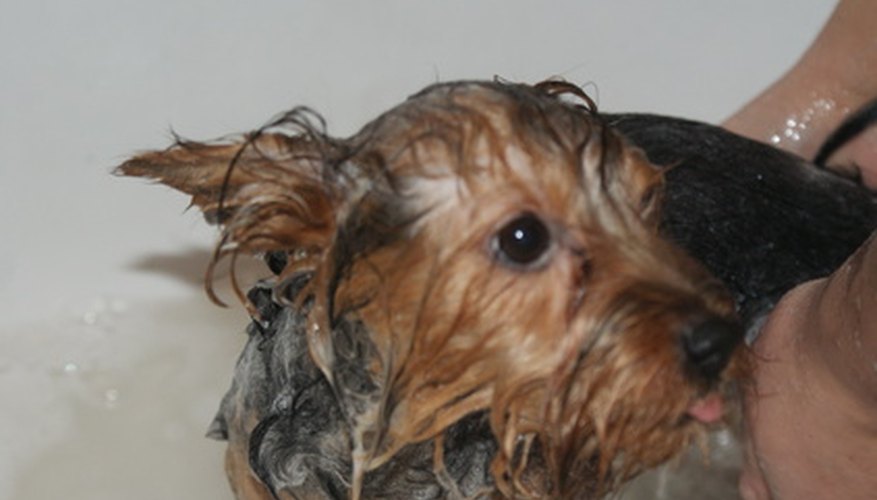 Photo Credit: SONY DSC image by gierczak2007 from <a href='http://www.fotolia.com'>Fotolia.com</a> Dogs may enjoy being washed if bath time is pleasant and calm.