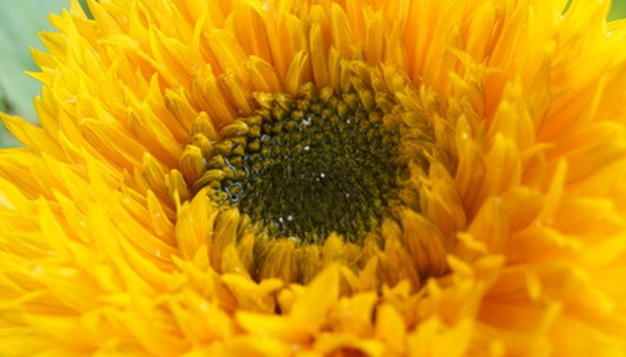 El girasol