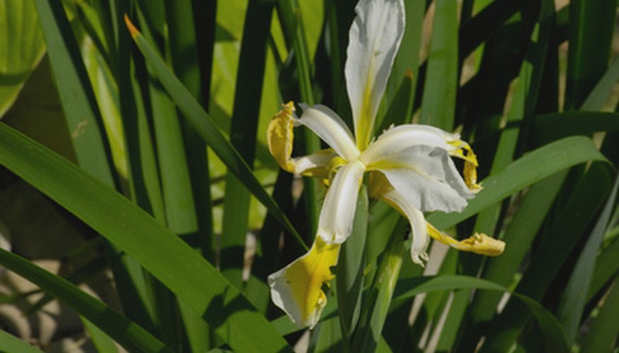 Types of Lily Plants | Garden Guides