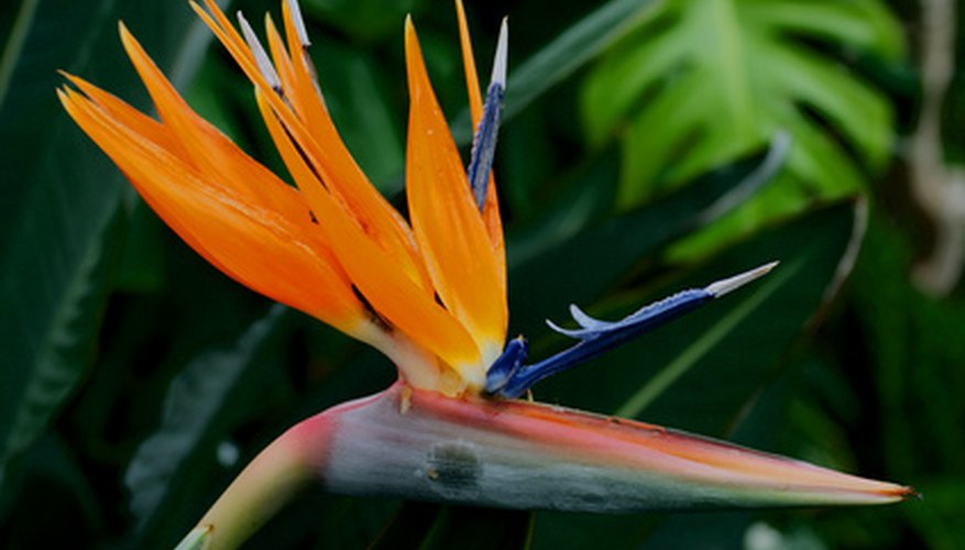 Bird-of-Paradise Symbolism | Garden Guides