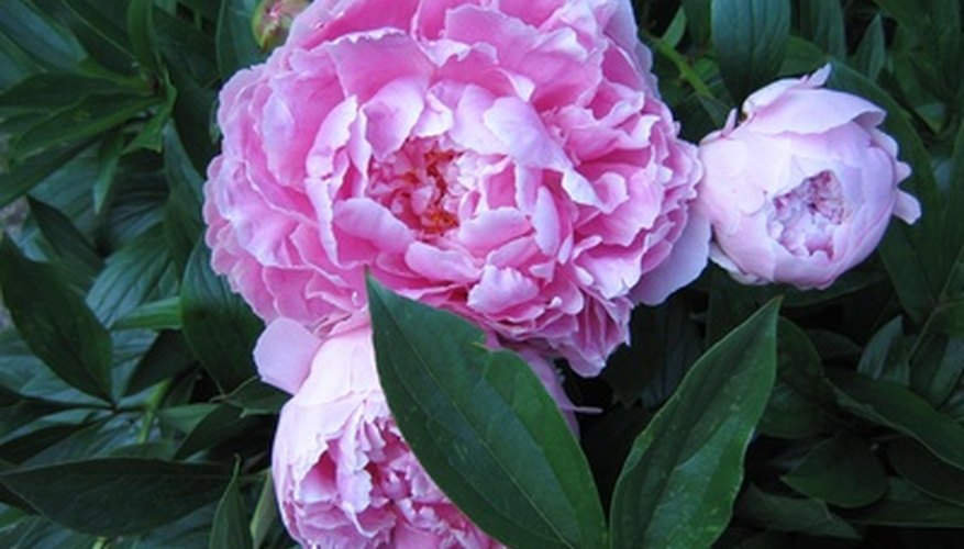 How to Transplant Peony Bushes | Garden Guides