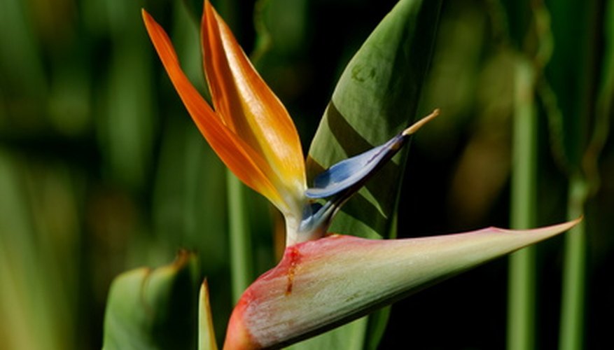 How to Grow Bird of Paradise Indoors | Garden Guides