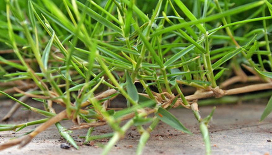 types-of-carpet-grass-garden-guides