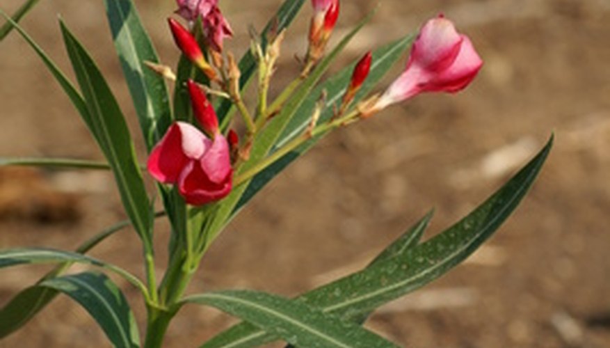 Poisonous Plants in Oregon Garden Guides