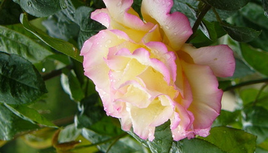 Evita trasplantar rosas en plena floración.