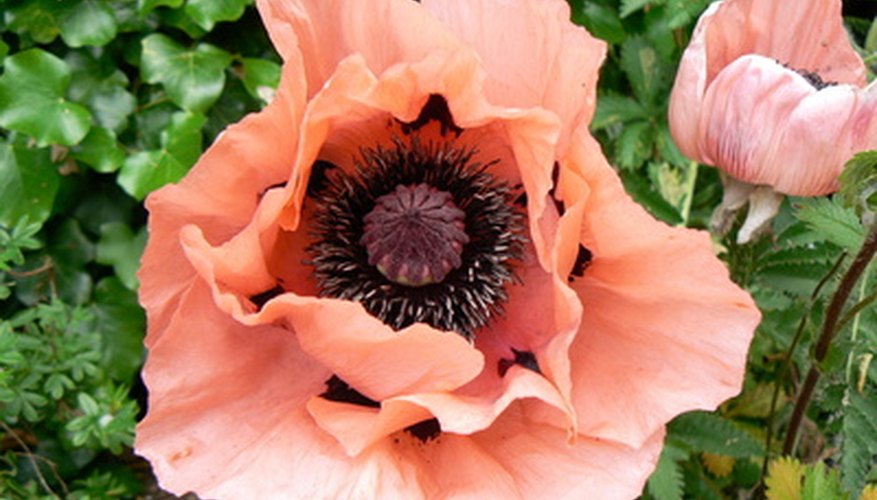 Problems With Growing Poppies From Seeds | Garden Guides