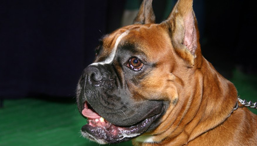 Photo Credit: dog - boxer image by Vasiliy Koval from <a href='http://www.fotolia.com'>Fotolia.com</a> The boxer's head is distinctive, with a shortened muzzle and defined facial wrinkles.